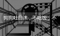 狗狗吐白沫，不吃飯，不排便怎么辦呀？ 狗狗不吃東西吐白沫怎么辦