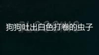 狗狗吐出白色打卷的蟲子(狗狗吐了是怎么回事)