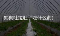狗狗吐拉肚子吃什么藥(狗狗嘔吐拉肚子是怎么回事)
