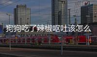 狗狗吃了辣椒嘔吐該怎么辦(狗狗不吃狗糧了該怎么辦)