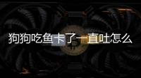 狗狗吃魚卡了一直吐怎么辦？狗狗吃到魚刺又吐又拉怎么辦