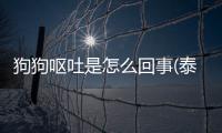 狗狗嘔吐是怎么回事(泰迪狗狗嘔吐是怎么回事)