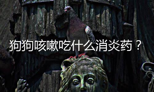 狗狗咳嗽吃什么消炎藥？狗狗咳嗽藥哪個好