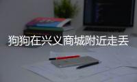 狗狗在興義商城附近走丟 望好心人見到聯系