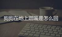 狗狗在地上蹭嘴是怎么回事(狗狗在地上蹭鼻子是怎么回事)
