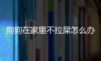 狗狗在家里不拉屎怎么辦(狗狗最近不拉屎怎么辦)