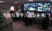 狗狗在零下幾度會凍死(零下幾度加了0號柴油怎么辦)