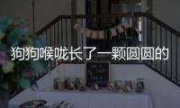 狗狗喉嚨長了一顆圓圓的腫瘤(狗狗喉嚨有痰怎么清除)