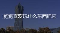 狗狗喜歡玩什么東西把它寫完整？狗狗喜歡玩什么東西呢