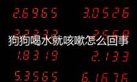 狗狗喝水就咳嗽怎么回事(狗狗喝水后就開始咳嗽怎么回事)