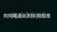 狗狗喝酒會怎樣(狗狗是怎樣配對的)