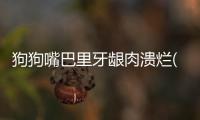 狗狗嘴巴里牙齦肉潰爛(狗狗嘴巴眼睛潰爛)