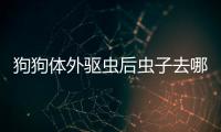 狗狗體外驅蟲后蟲子去哪了(狗狗體外驅蟲用什么藥)