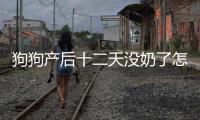 狗狗產(chǎn)后十二天沒(méi)奶了怎么辦？狗狗生產(chǎn)后十來(lái)天不吃東西