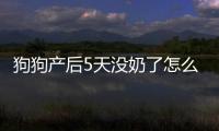 狗狗產后5天沒奶了怎么辦呢？狗狗產后五天不吃東西怎么辦