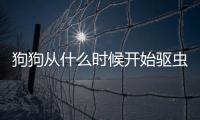 狗狗從什么時候開始驅蟲(狗狗預產期從什么時候開始算)