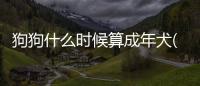 狗狗什么時候算成年犬(狗狗幾個月算是成年)