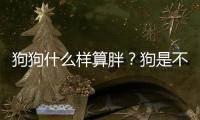 狗狗什么樣算胖？狗是不是胖子