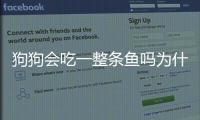 狗狗會吃一整條魚嗎為什么？狗能吃整條魚嗎