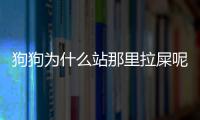 狗狗為什么站那里拉屎呢？狗狗為什么站那里拉屎不拉尿