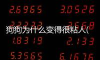 狗狗為什么變得很粘人(為什么狗狗懷孕變得粘人了)