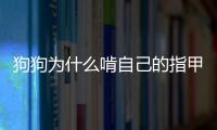 狗狗為什么啃自己的指甲呢？狗狗為什么啃自己的指甲蓋