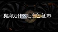 狗狗為什么吐白色泡沫(狗狗為什么吐白沫)