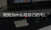 狗狗為什么咬自己的毛(狗狗為什么一直咬東西)