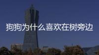 狗狗為什么喜歡在樹旁邊尿(小狗為什么在樹上撒尿)