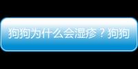 狗狗為什么會(huì)濕疹？狗狗潮濕怎么辦