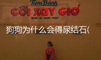 狗狗為什么會得尿結石(狗狗為什么會得尿結石呢請問)