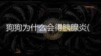 狗狗為什么會(huì)得胰腺炎(狗狗為什么會(huì)胰腺炎腎衰)