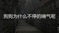 狗狗為什么不停的喘氣呢？狗狗為什么不停的喘氣怎么回事
