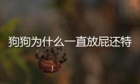 狗狗為什么一直放屁還特別臭(狗狗為什么不放屁)