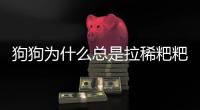 狗狗為什么總是拉稀粑粑(狗狗為什么拉稀粑粑)