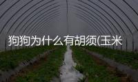 狗狗為什么有胡須(玉米為什么長胡須)