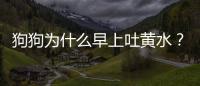 狗狗為什么早上吐黃水？狗狗為什么早上吐白色粘液