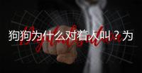 狗狗為什么對(duì)著人叫？為什么狗狗會(huì)對(duì)著主人叫