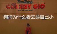 狗狗為什么老去舔自己小便的地方呢？狗狗為什么老是舔自己的小便的地方