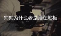 狗狗為什么老是睡在地板上