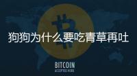 狗狗為什么要吃青草再吐出來(狗狗為什么會吐白沫)