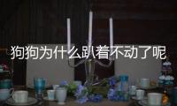 狗狗為什么趴著不動了呢？狗狗趴著不動很虛弱