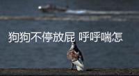 狗狗不停放屁 呼呼喘怎么回事？狗狗不停放屁 呼呼喘粗氣