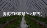 狗狗不吃飯是什么原因(狗狗不吃是什么原因分析)