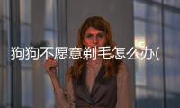 狗狗不愿意剃毛怎么辦(狗狗為什么不愿意剃腳毛)