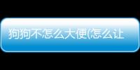 狗狗不怎么大便(怎么讓狗狗大便)