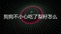 狗狗不小心吃了梨籽怎么辦？狗吃了梨的果核和籽怎么辦