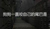 狗狗一直咬自己的尾巴是怎么回事？狗狗一直咬自己的尾巴轉圈