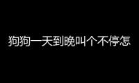 狗狗一天到晚叫個不停怎么辦(狗一天到晚都在想什么)