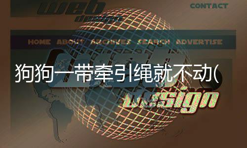 狗狗一帶牽引繩就不動(狗狗穿上牽引繩不動)